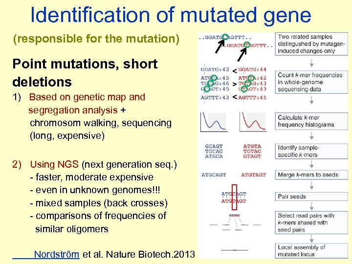 Identification of mutated gene (responsible for the mutation) Point mutations, short deletions 1) Based