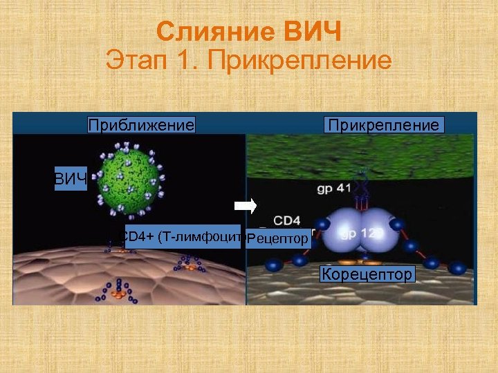 Спид как глобальная проблема современности презентация