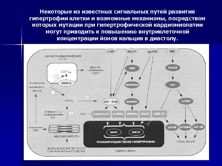 Некоторые из известных сигнальных путей развития гипертрофии клетки и возможные механизмы, посредством которых мутации