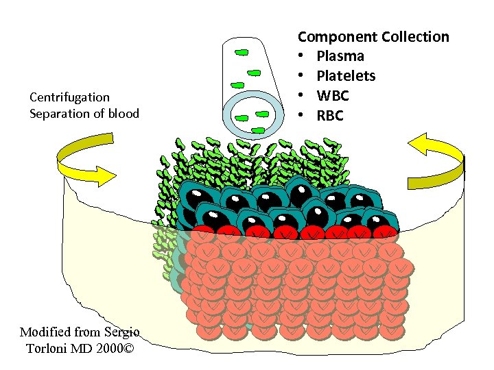 Centrifugation Separation of blood Modified from Sergio Torloni MD 2000© Component Collection • Plasma