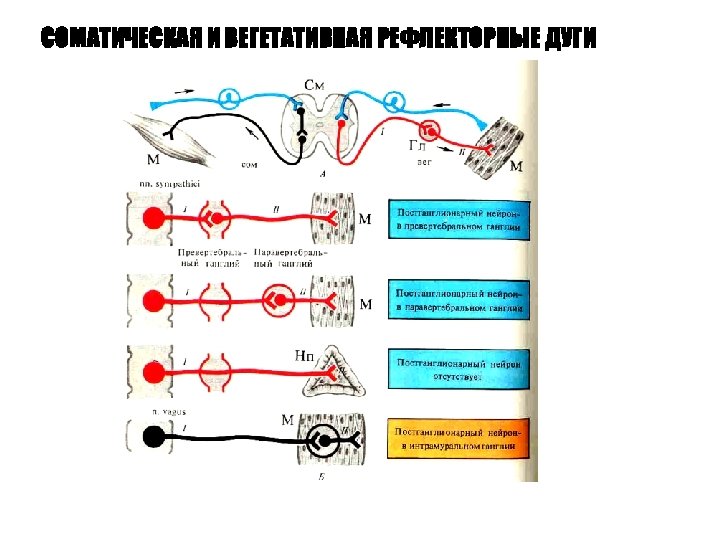 СОМАТИЧЕСКАЯ И ВЕГЕТАТИВНАЯ РЕФЛЕКТОРНЫЕ ДУГИ 
