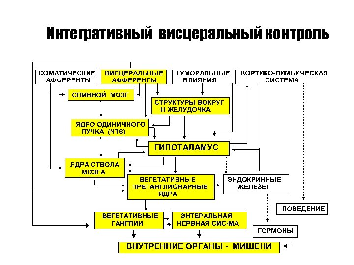 Интегративный висцеральный контроль 