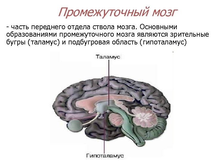 Промежуточный мозг - часть переднего отдела ствола мозга. Основными образованиями промежуточного мозга являются зрительные