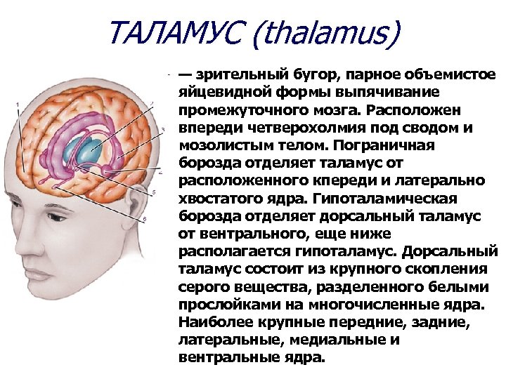 ТАЛАМУС (thalamus) — зрительный бугор, парное объемистое яйцевидной формы выпячивание промежуточного мозга. Расположен впереди