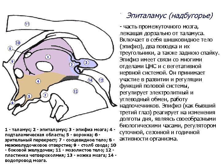 Эпиталамус (надбугорье) 1 - таламус; 2 - эпиталамус; 3 - эпифиз мозга; 4 подталамическая