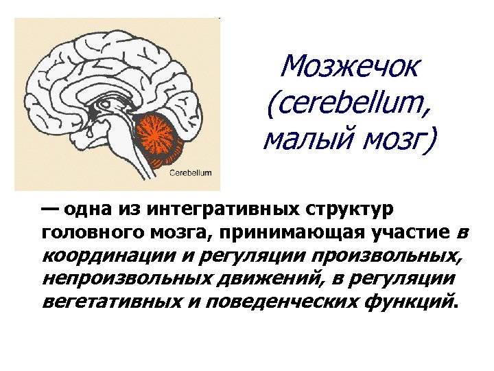 Мозжечок (cerebellum, малый мозг) — одна из интегративных структур головного мозга, принимающая участие в