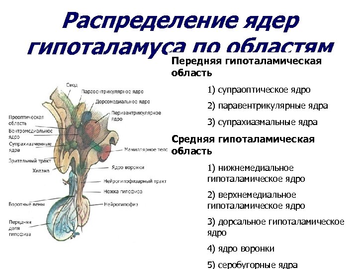 Распределение ядер