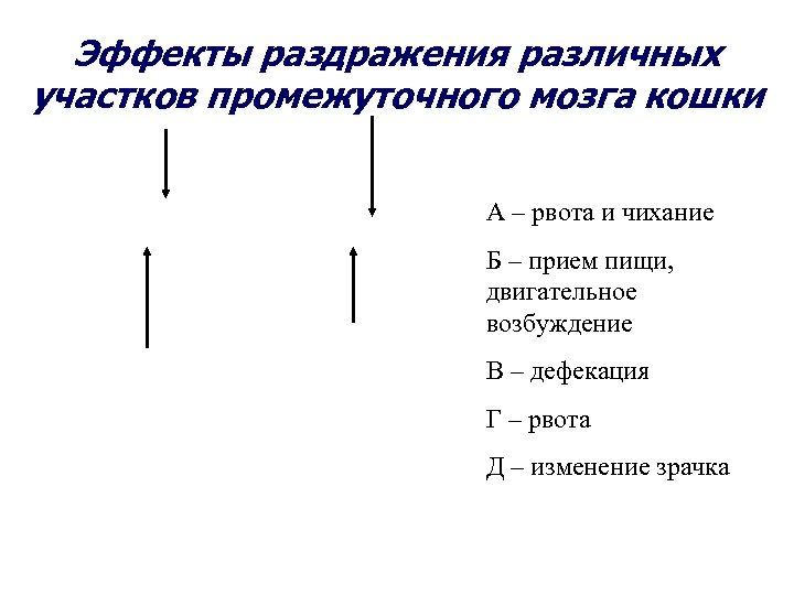Эффекты раздражения различных участков промежуточного мозга кошки А – рвота и чихание Б –