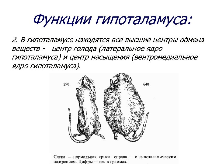 Функции гипоталамуса: 2. В гипоталамусе находятся все высшие центры обмена веществ - центр голода