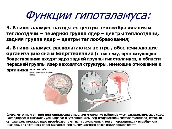 В гипоталамусе находятся центры дыхания