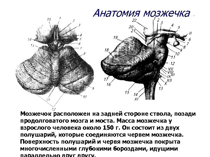 Намет мозжечка анатомия фото