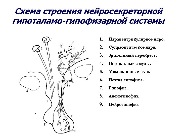Гипофиз кровеносная система. 6. Гипоталамо-гипофизарная система. Схема строения гипоталамо гипофизарной нейросекреторной системы. 3. Схема строения гипоталамо-гипофизарной нейросекреторной системы. Гипоталамо-гипофизарная система схема 8 класс.