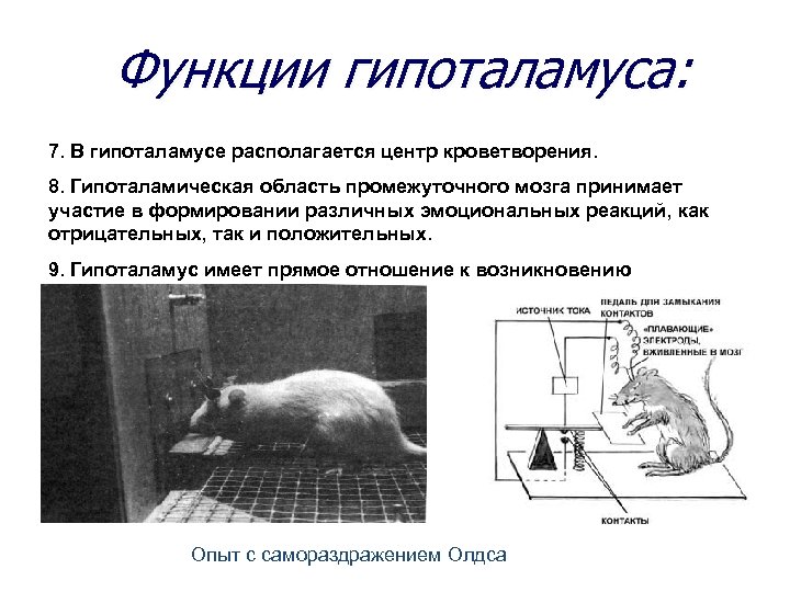 Функции гипоталамуса: 7. В гипоталамусе располагается центр кроветворения. 8. Гипоталамическая область промежуточного мозга принимает