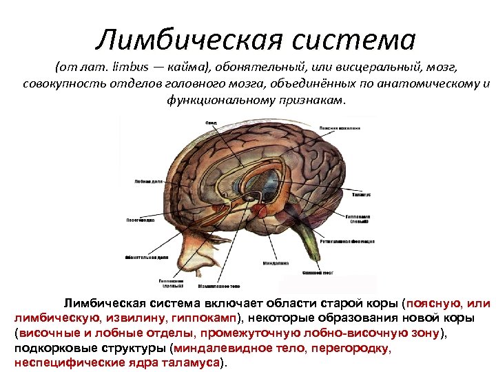 Лимбическая система (от лат. limbus — кайма), обонятельный, или висцеральный, мозг, совокупность отделов головного