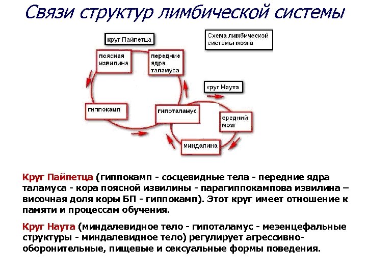 Схема лимбической системы