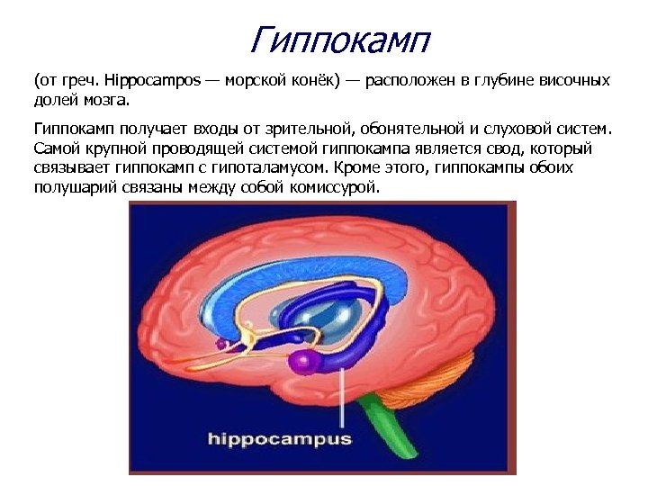 Гиппокамп. Строение гиппокампа головного мозга. Гиппокампальные структуры мозга. Строение мозга человека гиппокамп. Аммонов Рог гиппокампа.