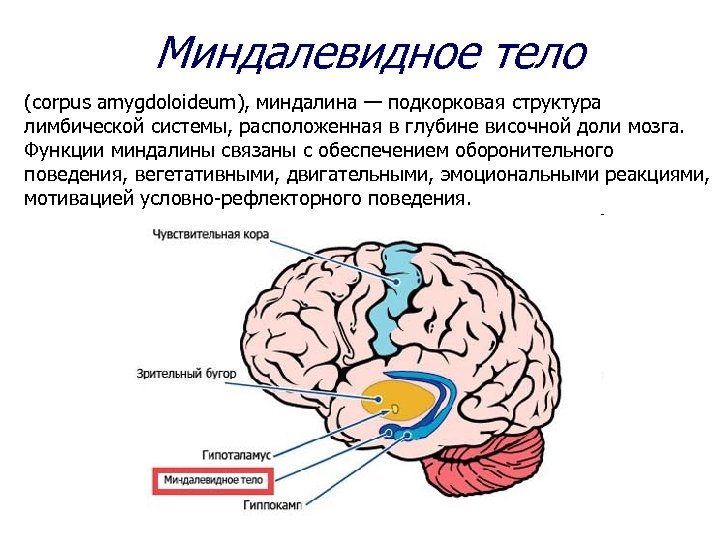 Нарушение схемы тела возникает при патологическом процессе в полушария