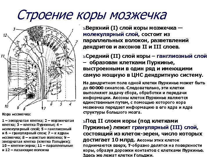 Кора мозжечка гистология схема