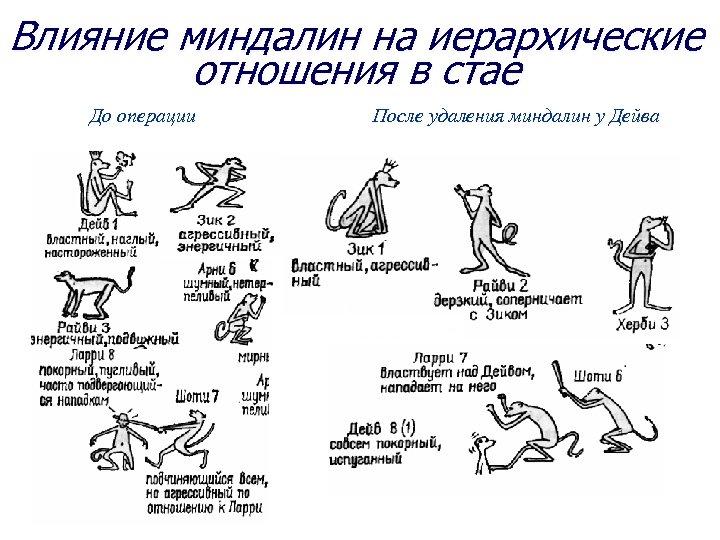 Влияние миндалин на иерархические отношения в стае До операции После удаления миндалин у Дейва