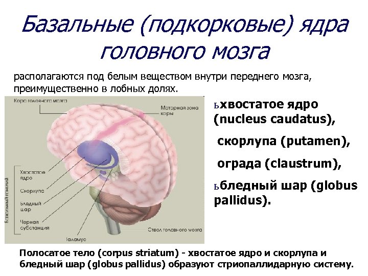 Базальные ядра головного мозга фото