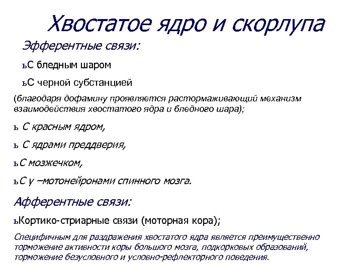 Хвостатое ядро и скорлупа Эфферентные связи: ь С бледным шаром ь С черной субстанцией