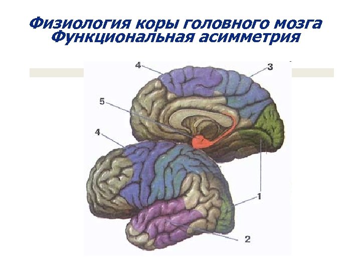 Функциональная асимметрия головного мозга презентация