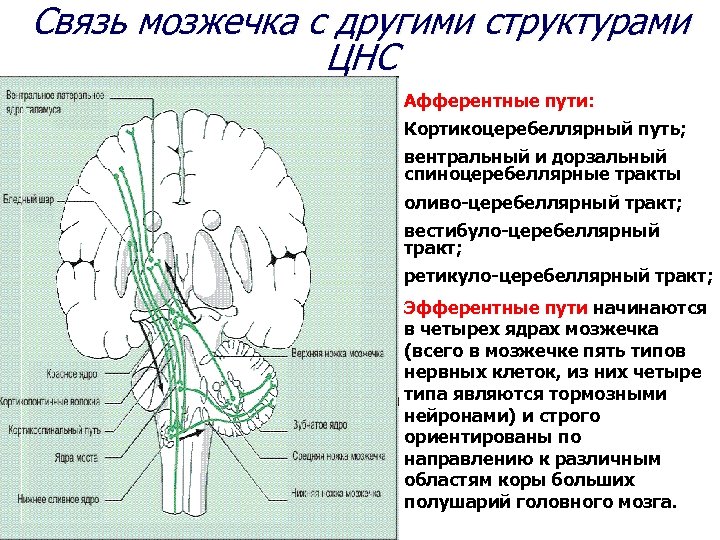 Связь мозжечка с другими структурами ЦНС Афферентные пути: Кортикоцеребеллярный путь; вентральный и дорзальный спиноцеребеллярные