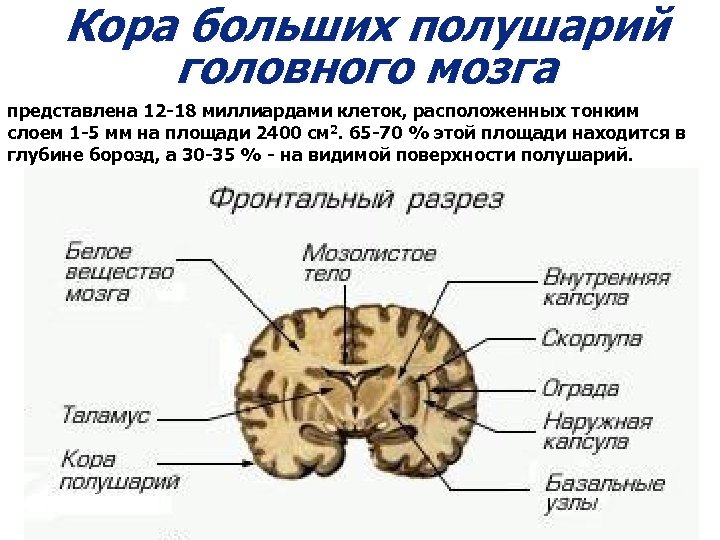 Нарисуйте схему коры больших полушарий и укажите участки составляющие мозговую основу речи