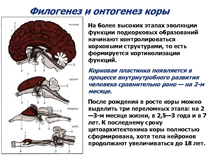 Онтогенез и филогенез. Кортикализация функций» в процессе эволюции ЦНС. Этапы развития коры головного мозга. Филогенез коры головного мозга. Развитие коры больших полушарий головного мозга.