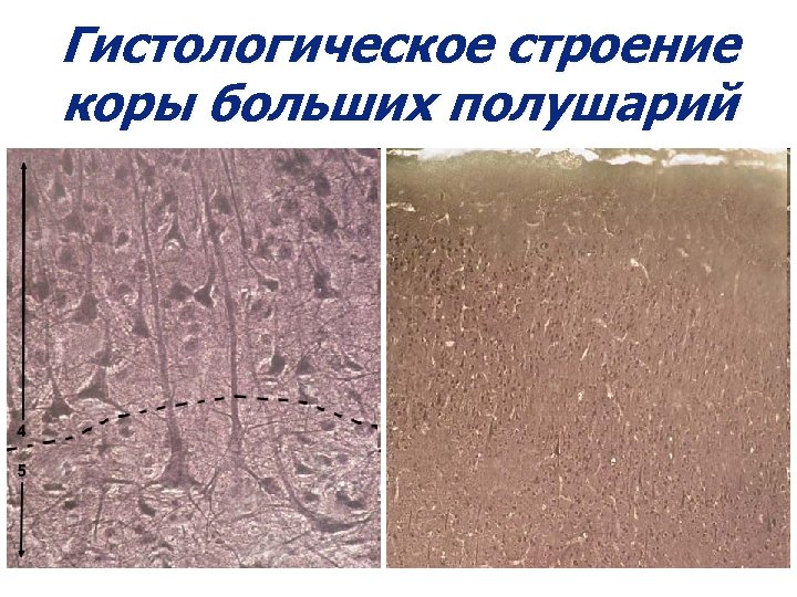 Гистологическое строение коры больших полушарий 