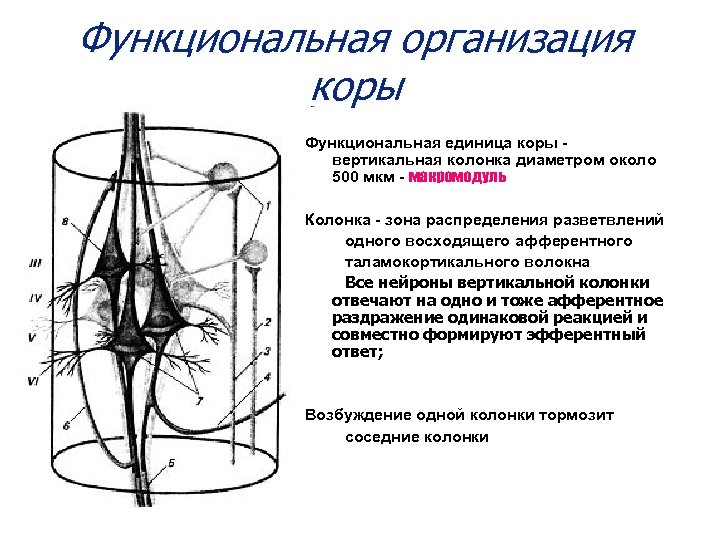 Функциональная организация коры Функциональная единица коры вертикальная колонка диаметром около 500 мкм - макромодуль