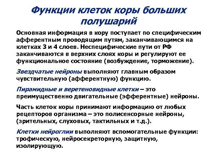 Функции клеток коры больших полушарий Основная информация в кору поступает по специфическим афферентным проводящим