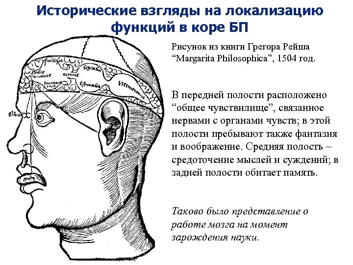 Исторические взгляды на локализацию функций в коре БП Рисунок из книги Грегора Рейша “Margarita