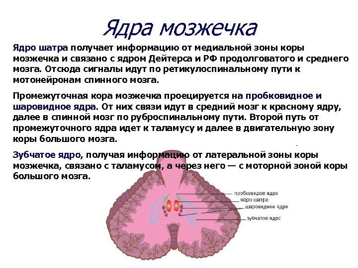 Ядра мозжечка. Пробковидное ядро мозжечка функции. Шаровидное ядро мозжечка функции. Ядро шатра мозжечка. Зубчатое ядро на разрезе мозжечка.