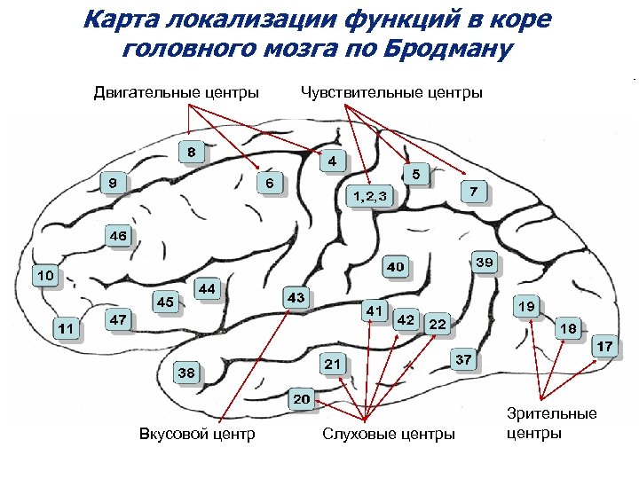 Карта локализации функций в коре головного мозга по Бродману Двигательные центры Вкусовой центр Чувствительные