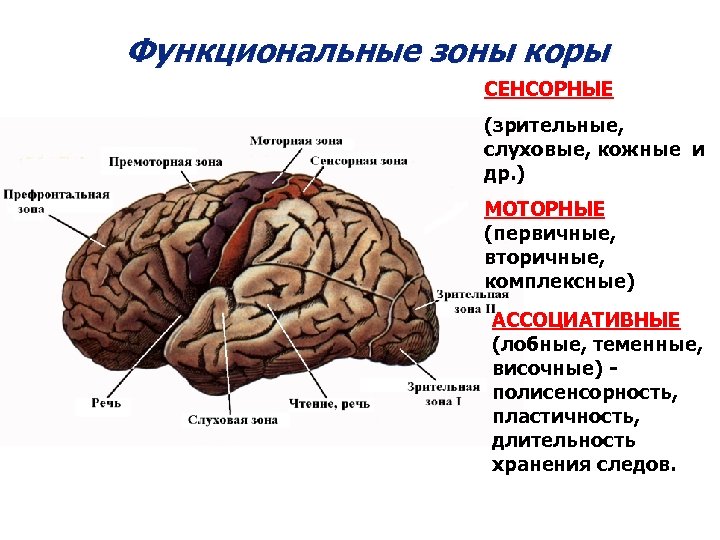 Функциональные зоны коры СЕНСОРНЫЕ (зрительные, слуховые, кожные и др. ) МОТОРНЫЕ (первичные, вторичные, комплексные)
