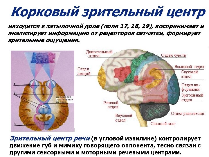 Корковый зрительный центр находится в затылочной доле (поля 17, 18, 19), воспринимает и анализирует