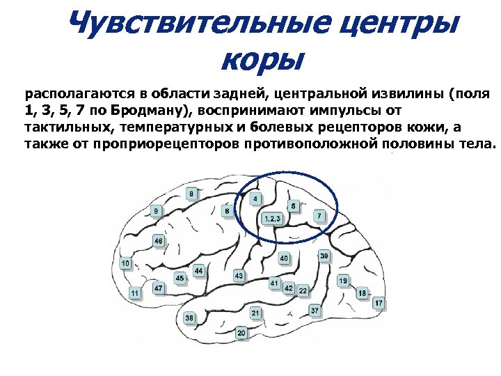Чувствительные центры коры располагаются в области задней, центральной извилины (поля 1, 3, 5, 7