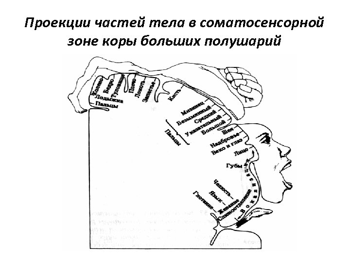 Проекции частей тела в соматосенсорной зоне коры больших полушарий 