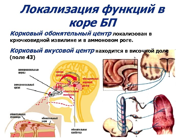 Моторная кора физиология