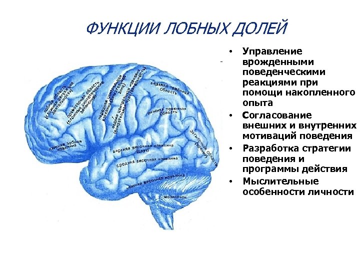 ФУНКЦИИ ЛОБНЫХ ДОЛЕЙ • • Управление врожденными поведенческими реакциями при помощи накопленного опыта Согласование