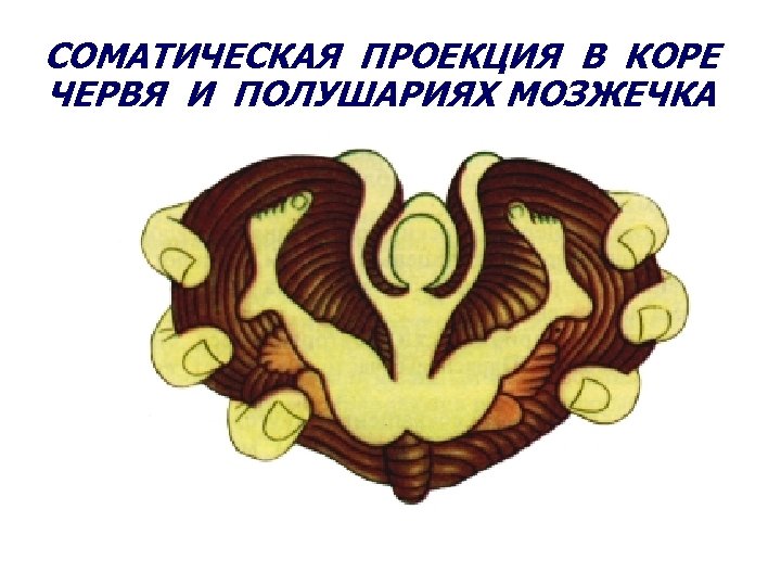 СОМАТИЧЕСКАЯ ПРОЕКЦИЯ В КОРЕ ЧЕРВЯ И ПОЛУШАРИЯХ МОЗЖЕЧКА 