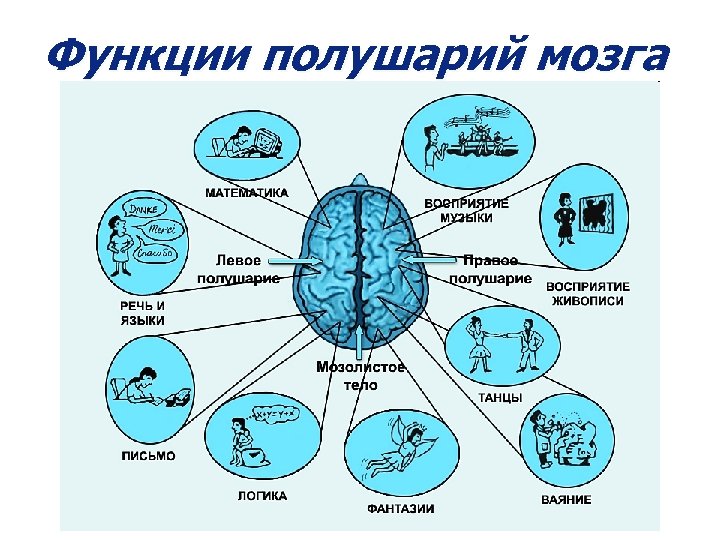 Функции полушарий мозга 