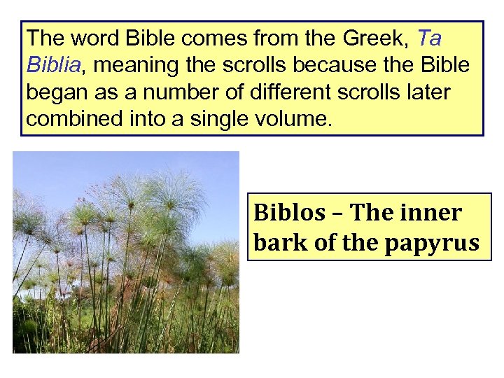 The word Bible comes from the Greek, Ta Biblia, meaning the scrolls because the