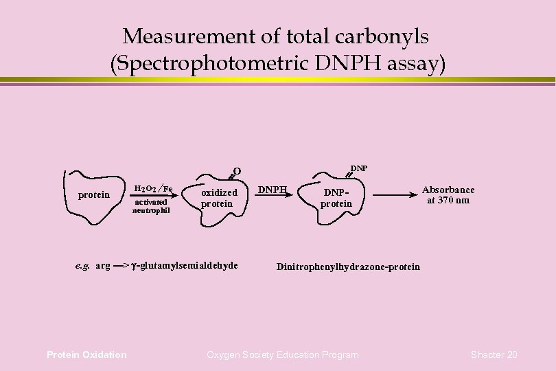 Measurement of total carbonyls (Spectrophotometric DNPH assay) DNP O protein H 2 O 2