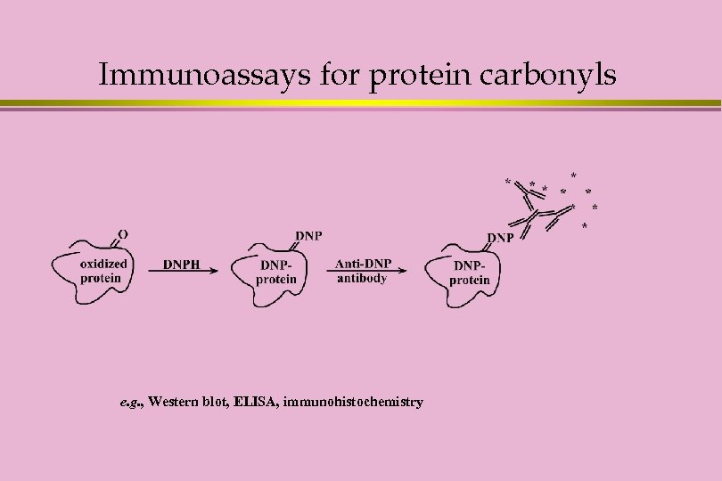 Immunoassays for protein carbonyls e. g. , Western blot, ELISA, immunohistochemistry 