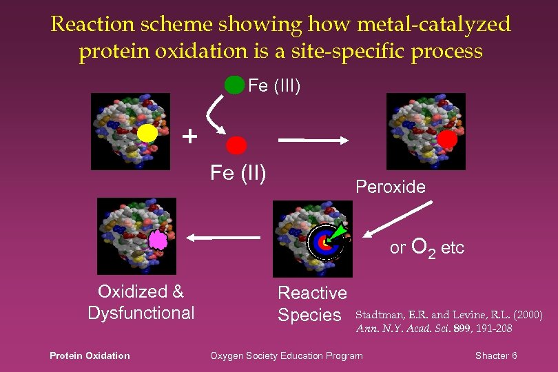 Reaction scheme showing how metal-catalyzed protein oxidation is a site-specific process Fe (III) +