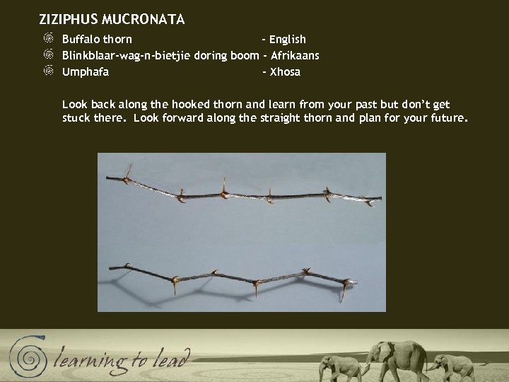 ZIZIPHUS MUCRONATA Buffalo thorn - English Blinkblaar-wag-n-bietjie doring boom - Afrikaans Umphafa - Xhosa