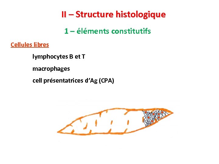 II – Structure histologique 1 – éléments constitutifs Cellules libres lymphocytes B et T