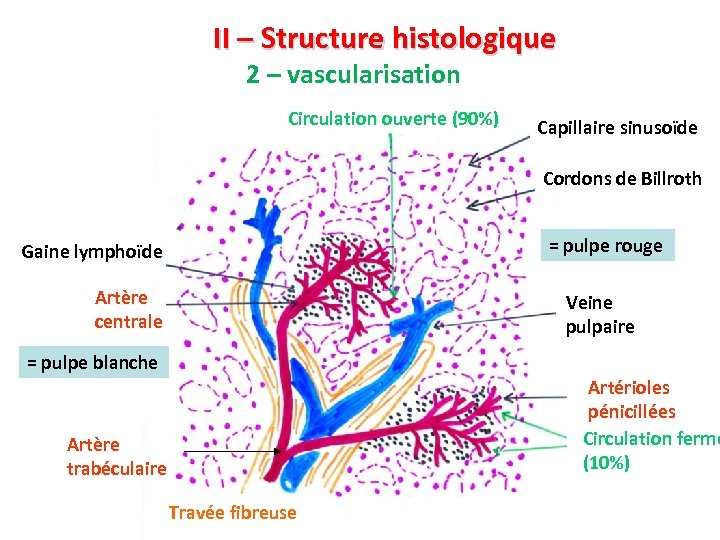 II – Structure histologique 2 – vascularisation Circulation ouverte (90%) Capillaire sinusoïde Cordons de